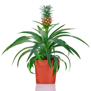 Plante d'ananas - Pineapple Plant 