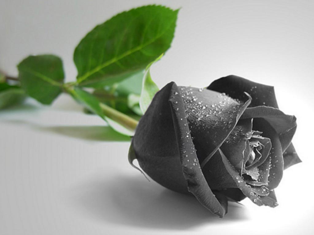 black rose A Rose for Eternal Love