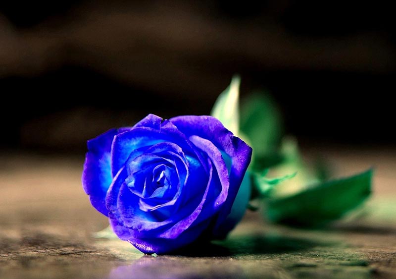 blue rose A Rose for Eternal Love