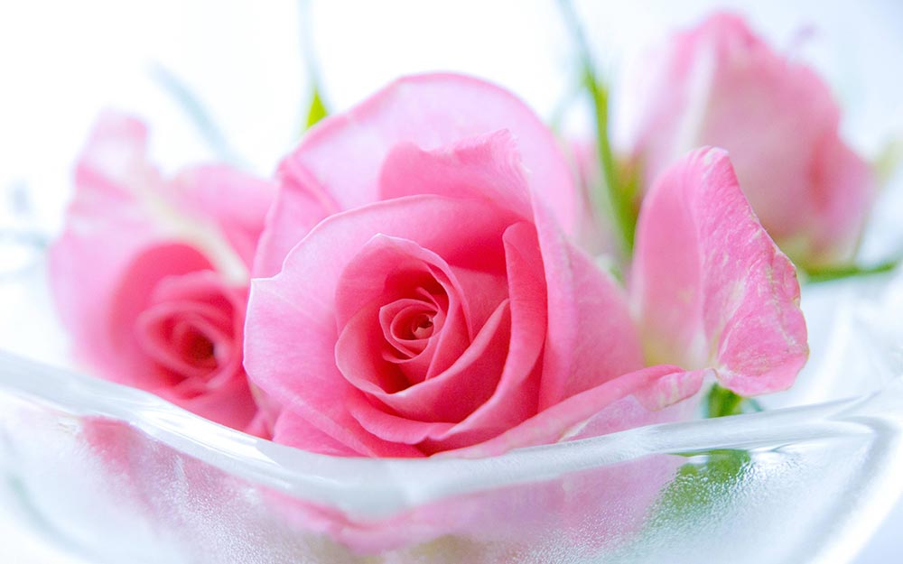 pink rose La Rose – Amour éternelle