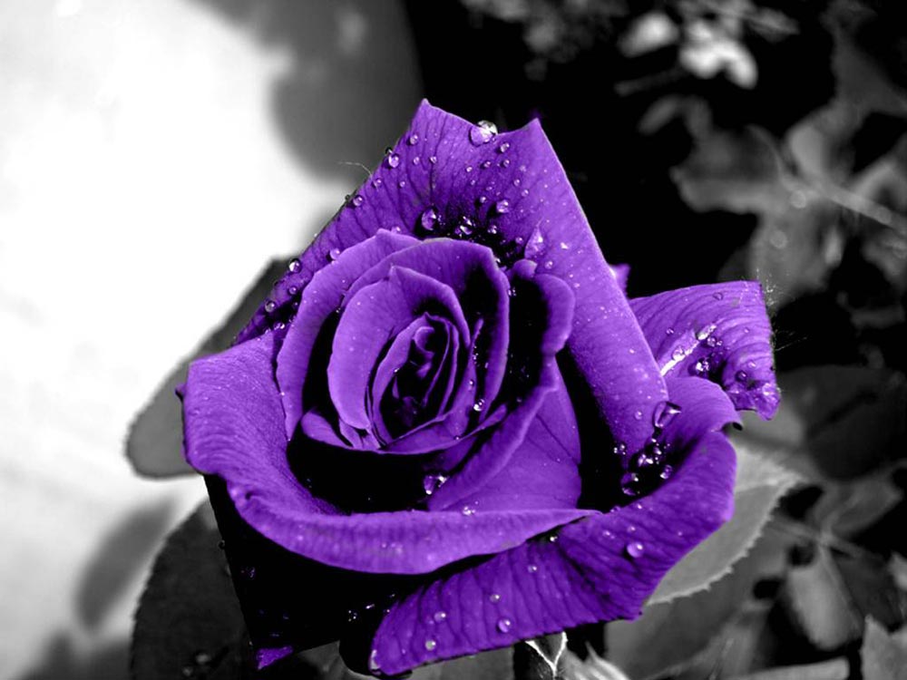 purple rose La Rose – Amour éternelle
