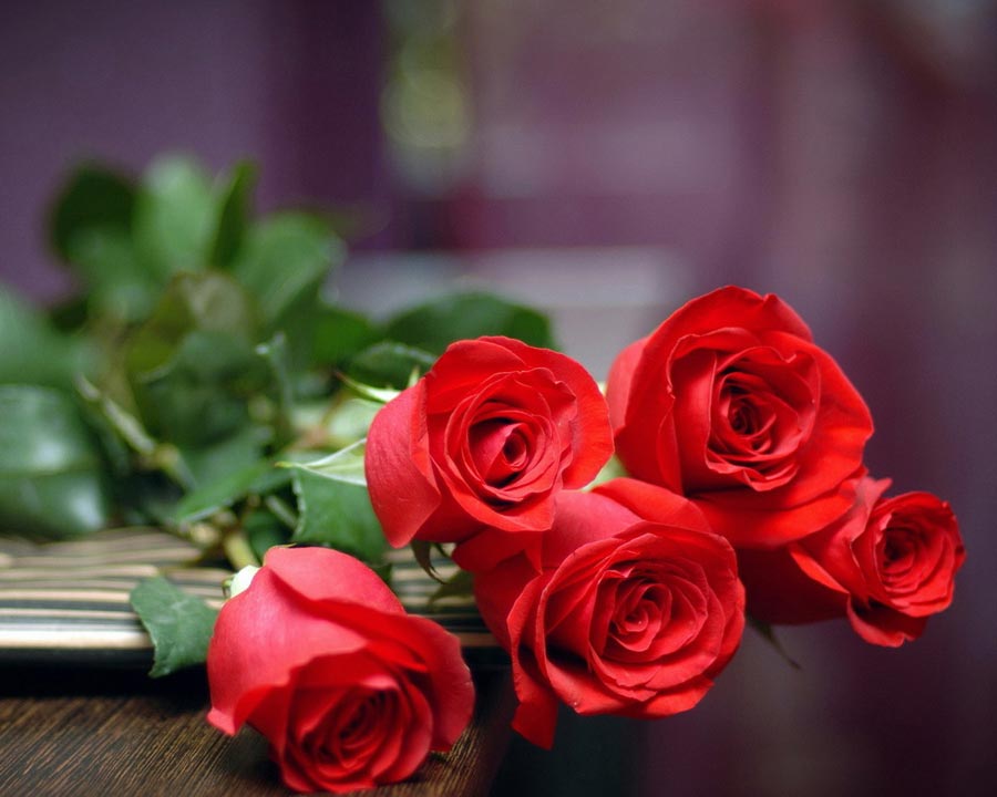 red rose 1 La Rose – Amour éternelle