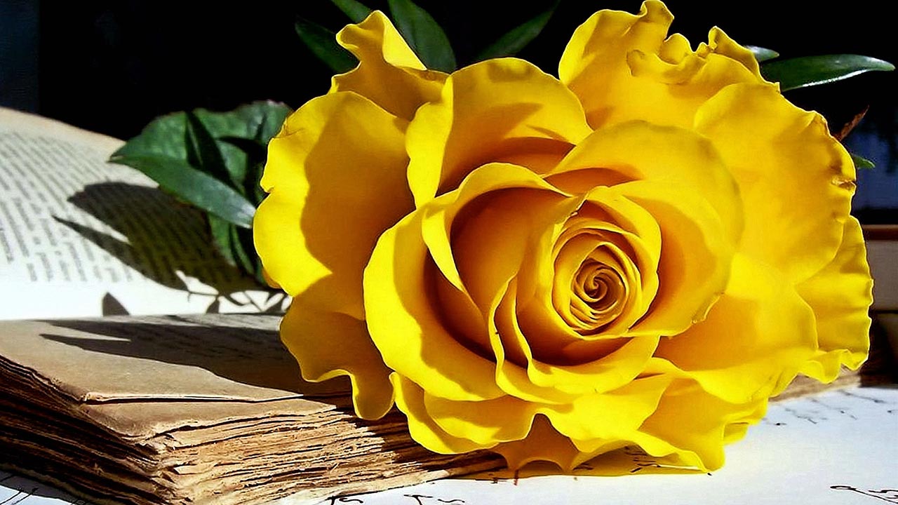 yellow rose La Rose – Amour éternelle