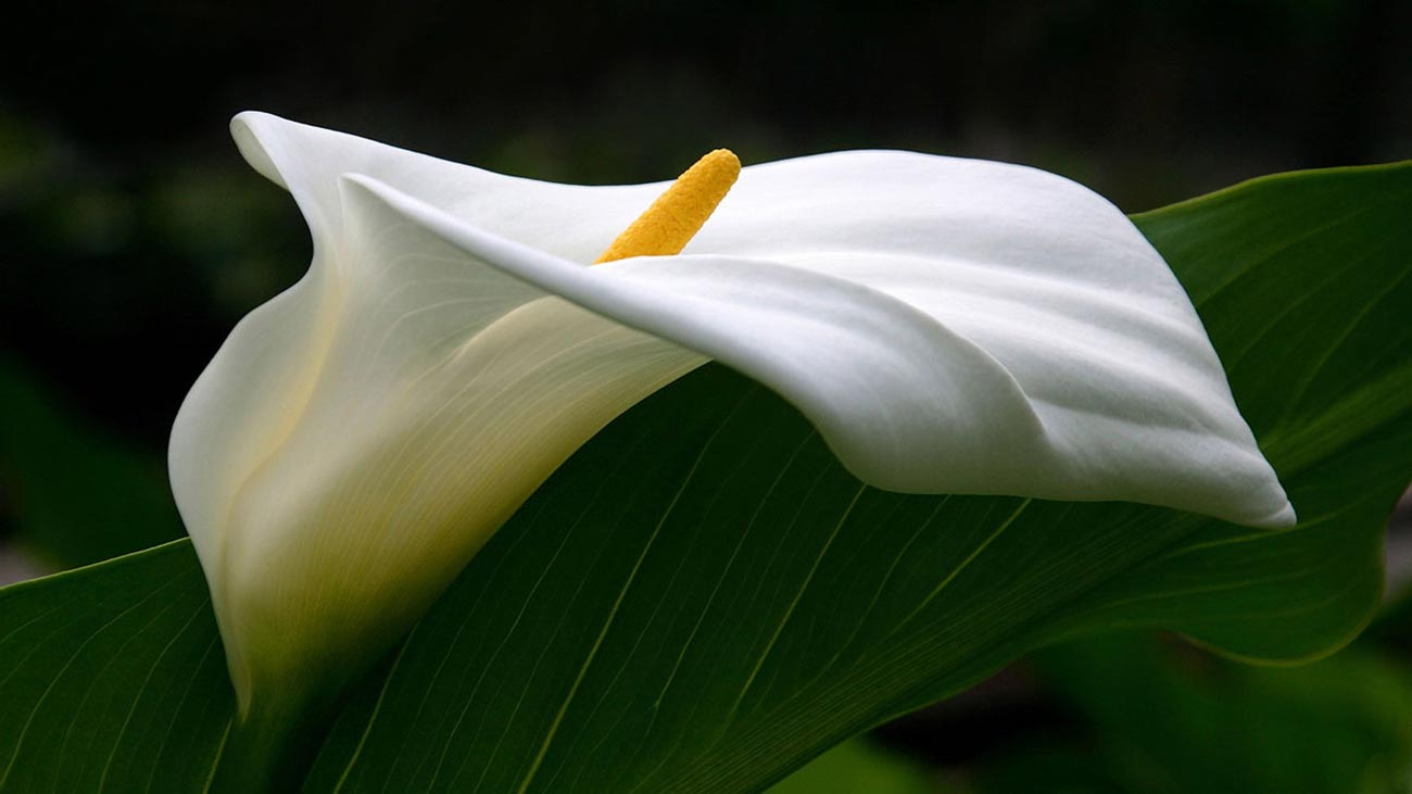 The Calla Lily, a symbol of rebirth and union | SKY cadeaux et fleurs