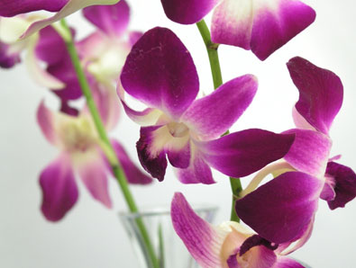 Dendrobium Orchid Dendrobium – L’amour et l’affection