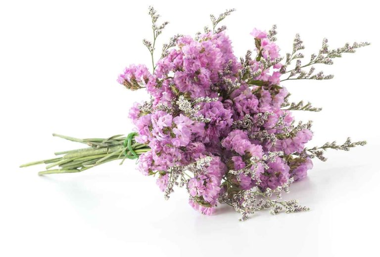 lavender purple decoration flower blossom Montreal florist | flower delivery in Montreal
