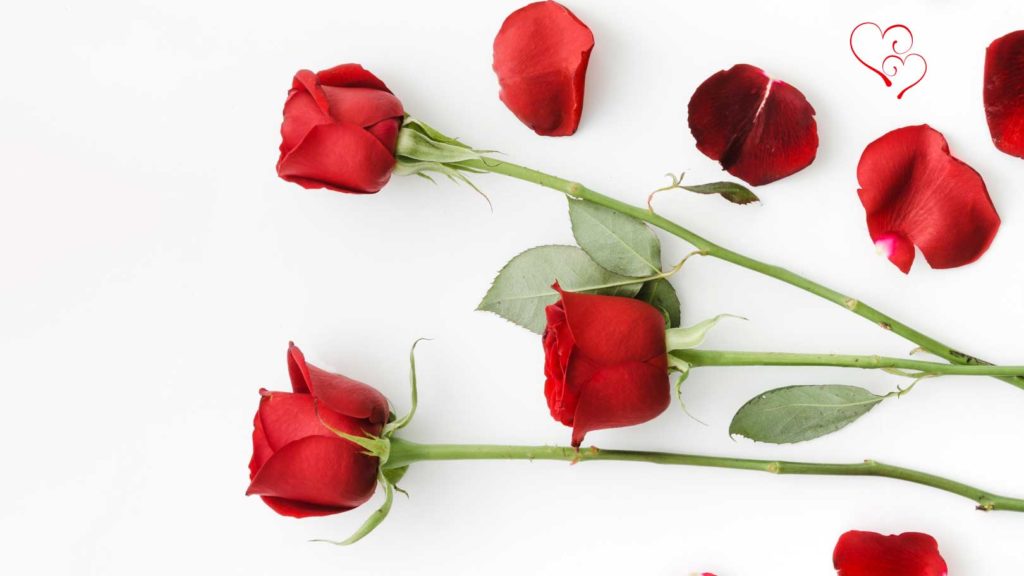 st valentine2 Fleurs pour la St-Valentin : Le traditionnel bouquet de roses et son histoire
