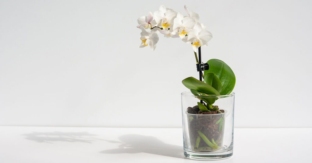 L'entretien d'une orchidée d'intérieur