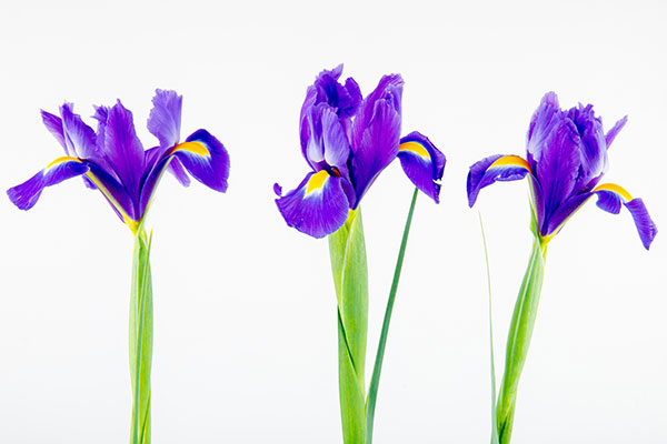 iris flower La fleur de lys québécoise