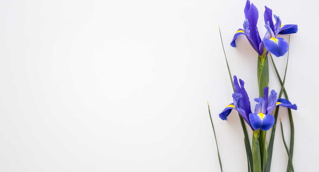 purple-iris-flowers-isolated-white-background