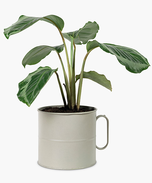 calathea-plant