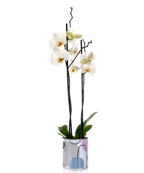Orchidée papillon (phalaenopsis)